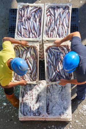 Imagen Orientación Laboral (Emprego)